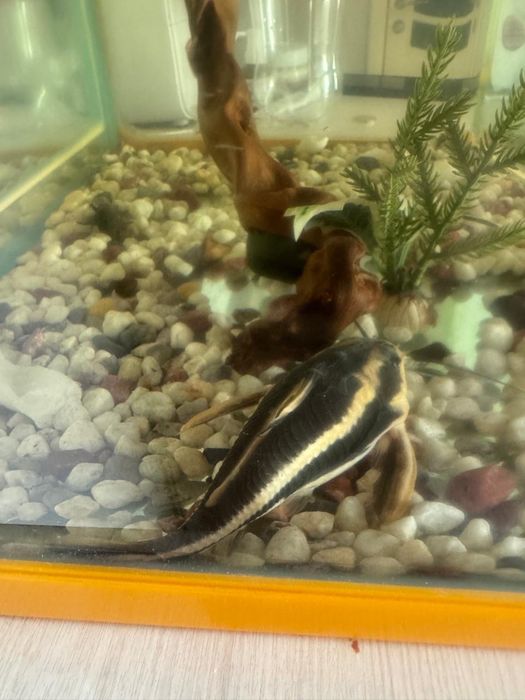 Обмеү на другую рыбку