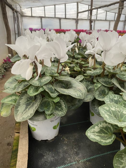 Vand ciclamen 15 lei