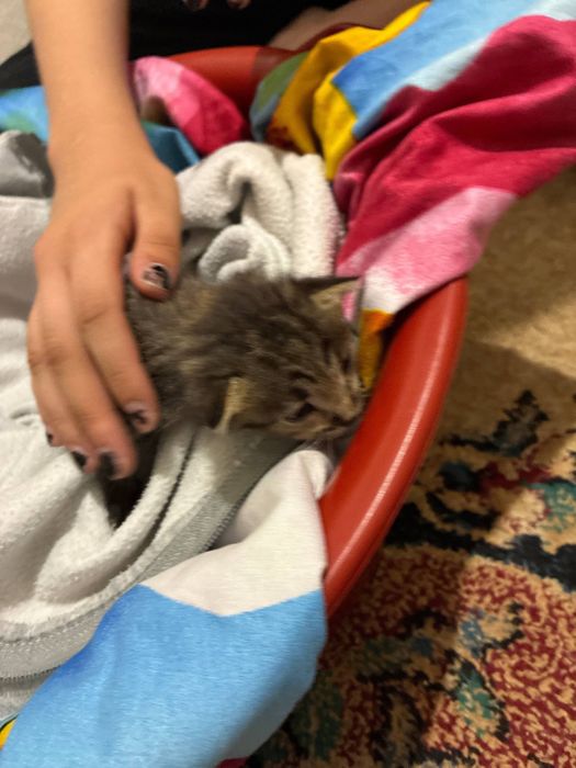 Маленький котенок ищет дом