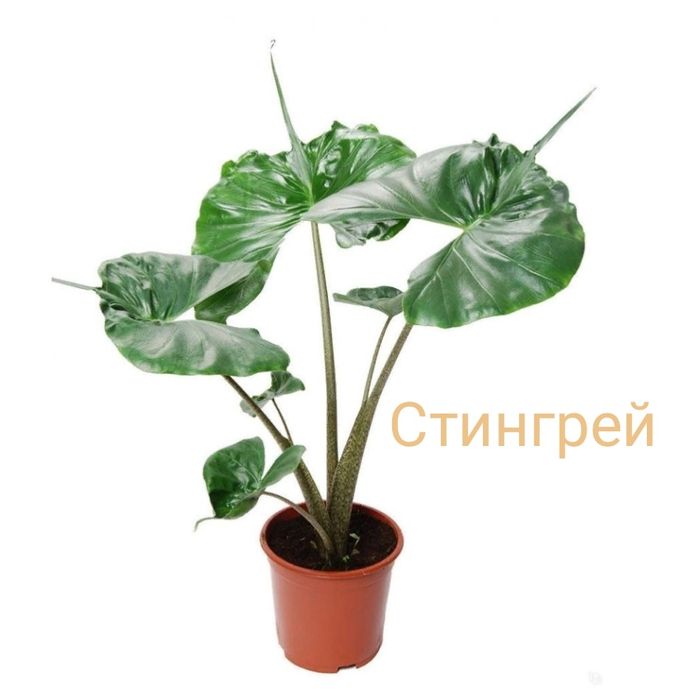 Продам деток алоказии.