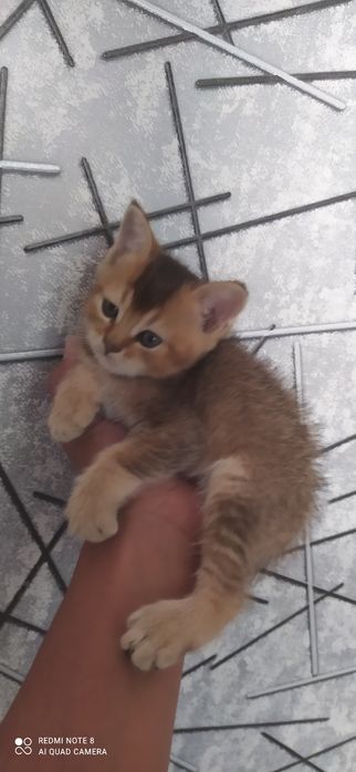 Вяска залатой шиншилла