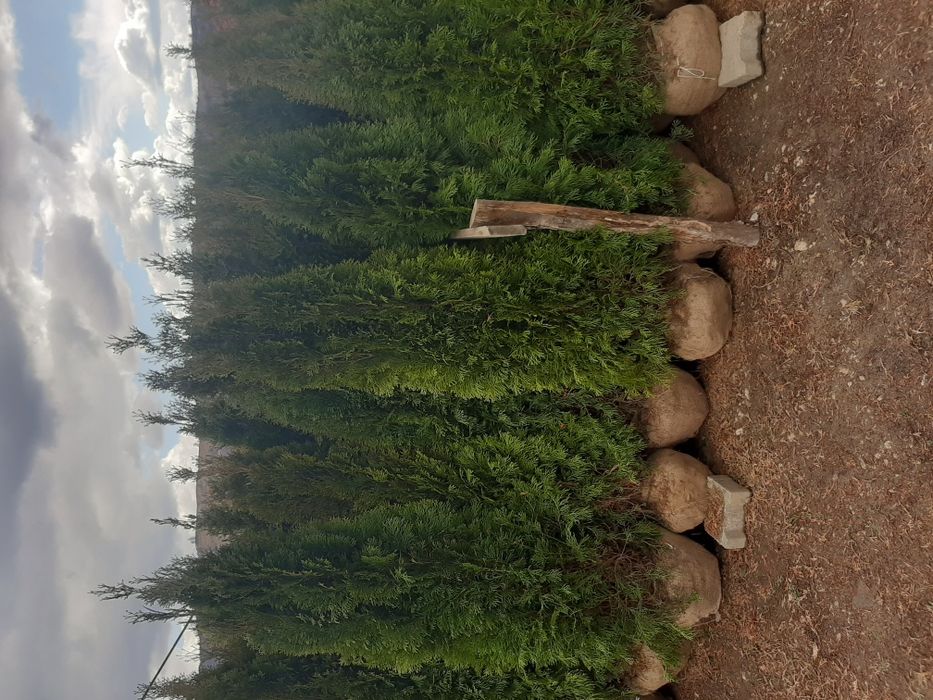 Vindem tuia brazi mesteacăn tei platan magnoli liliac cedru etc
