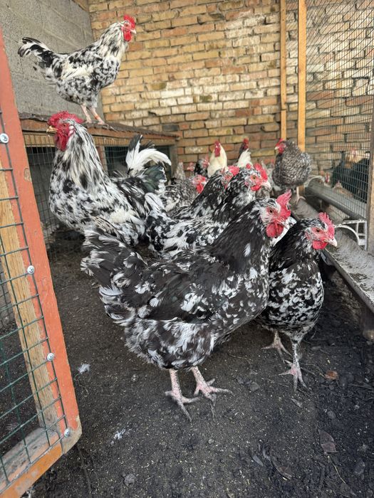 Продам молодых курей !