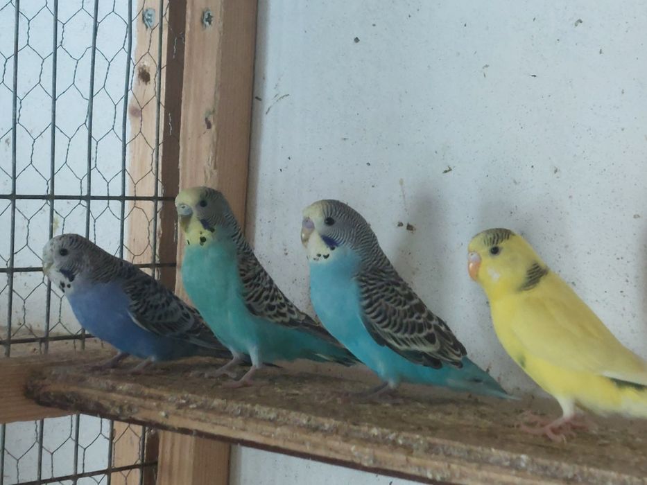 Zebre  Australiene și peruși