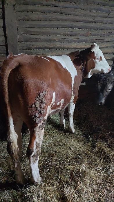 Vând junincă bălțată românească de 10 luni