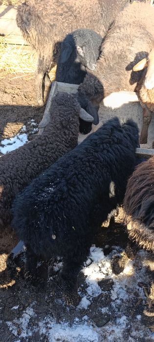 Бараны матки гиссар продам