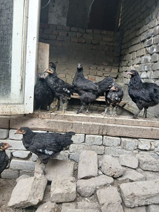 Ассалом алекум кора андижон жужалар