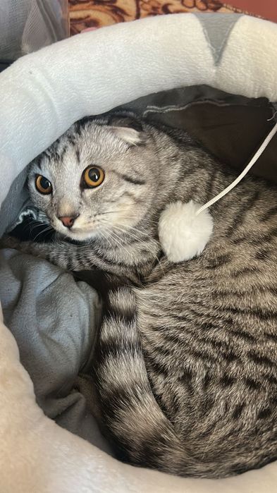 Мысық  кот еркек мысық