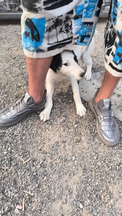 Девочка в добрые руки