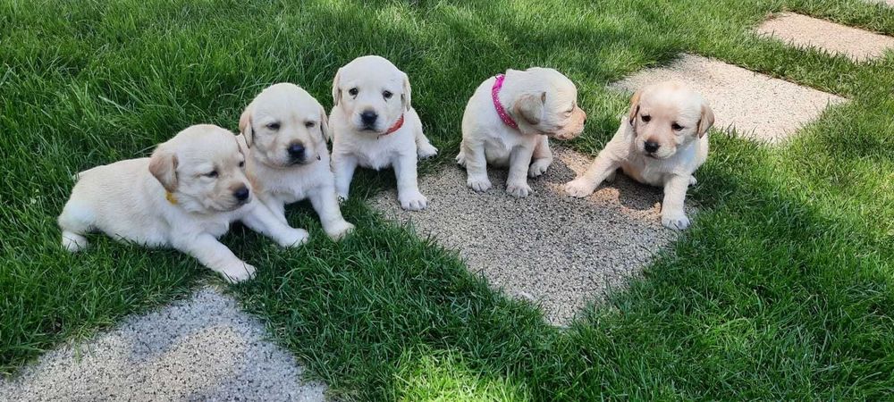 Лабрадор кученца