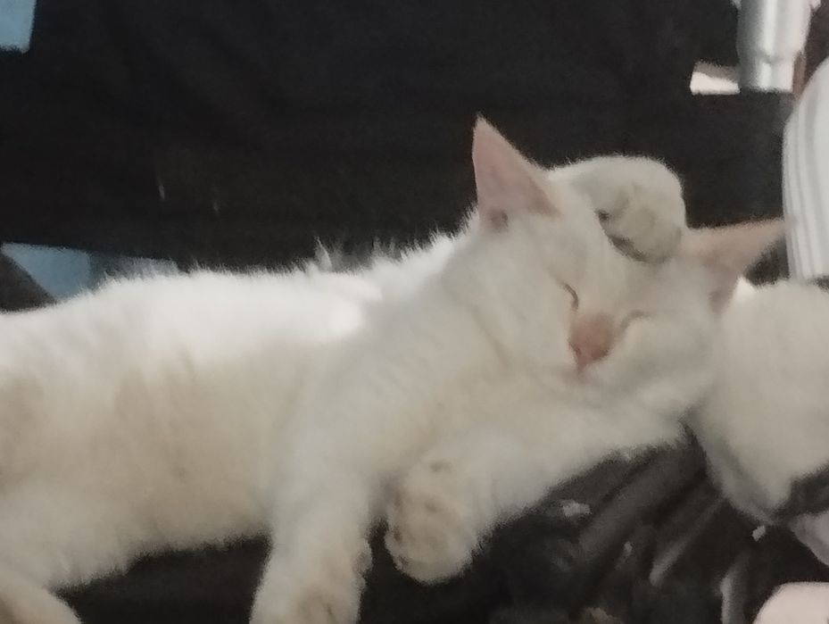 Котята Регдолл,5месяцев отроду))