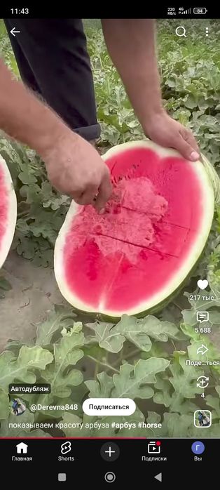 Продам Арбуз оптом