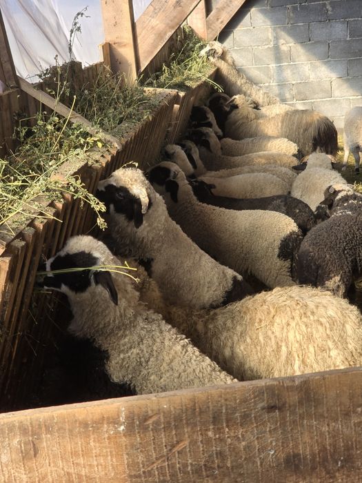 Miei pt sacrificat de paste