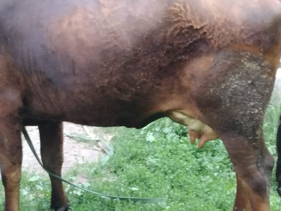 Продается первотёлка с телёнком