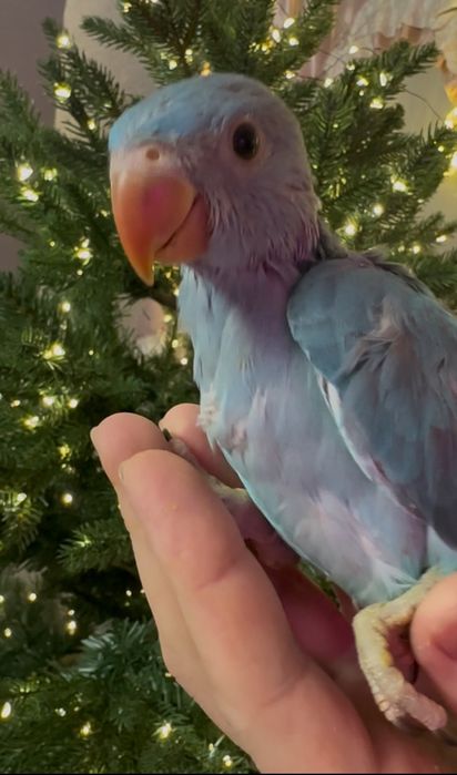 Ожереловый попугай