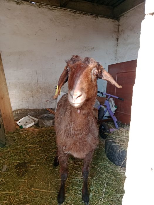 Бордақы ұрғашы тоқты