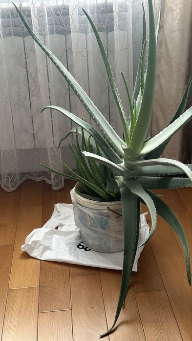 Столетник- алоэ дешево