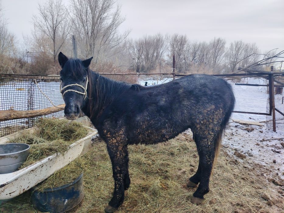 Донен (Кунан) сатылады