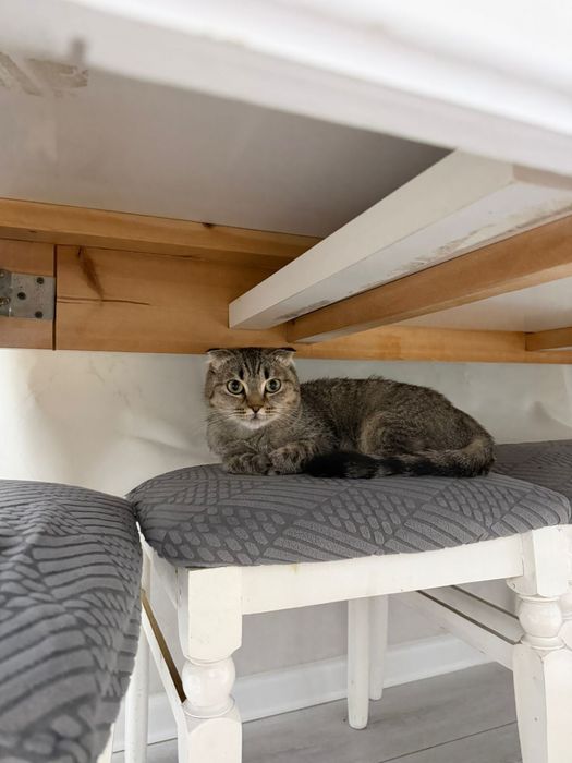 Кошка шотландская вислоухая