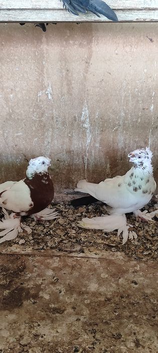 Пар гулбодом нар копкон чинни мода