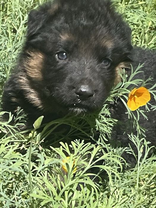 Щенки немецкой овчарки