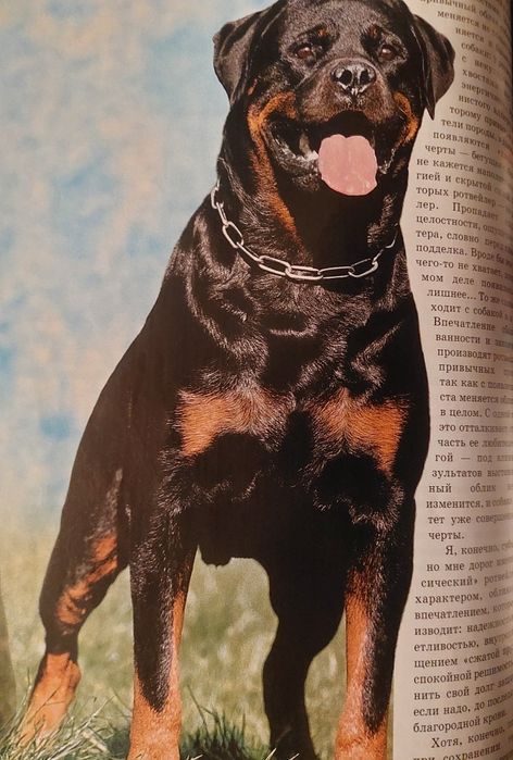 Ротвейлер порода