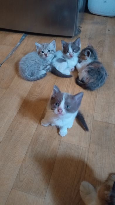 Отдам котят, родились 11 июля.
