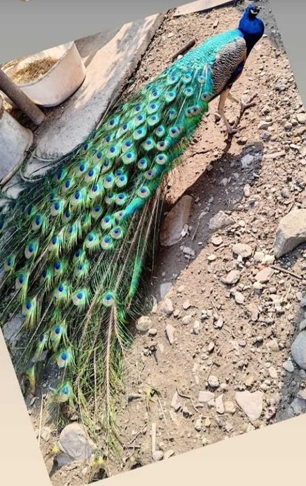 Pauni pereche femela alba