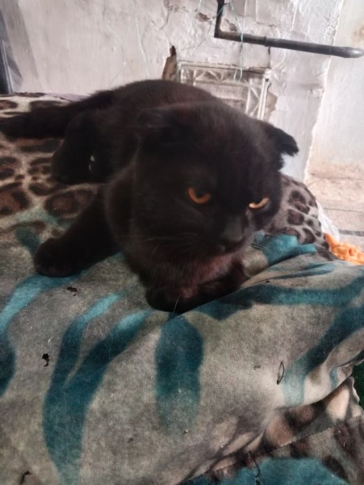 Shatlan mushuk sotiladi