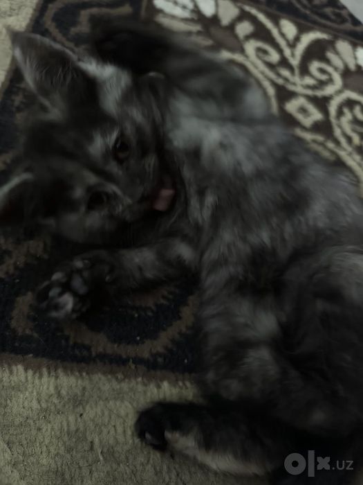 Котенки по 1 месяцу
