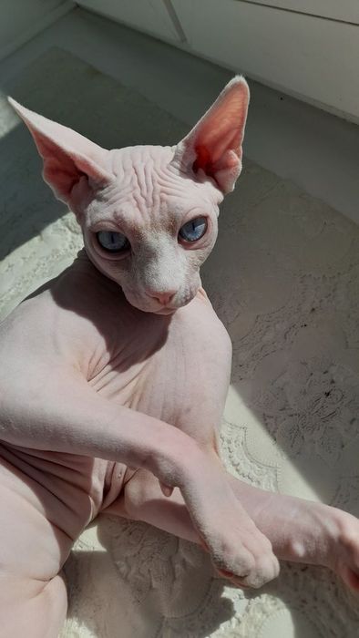 Lza An bilan juda chiroyli jinsiy aloqa