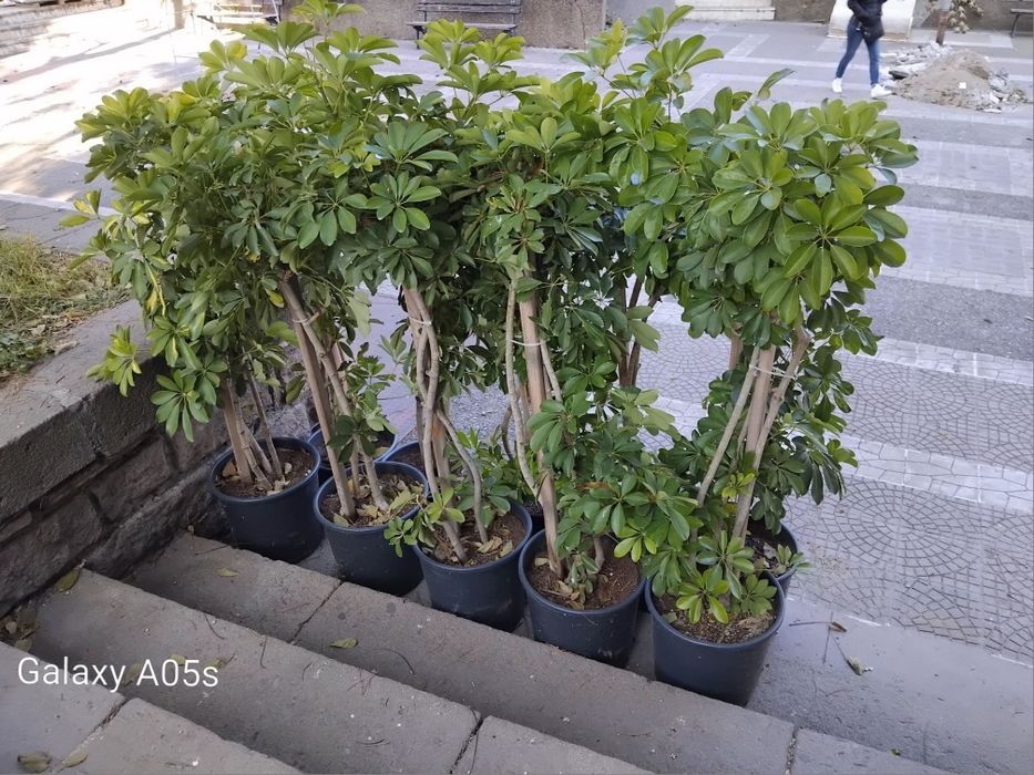 Продавам Шефлера / Schefflera 10 годишна, 170 см. височина, 10 броя