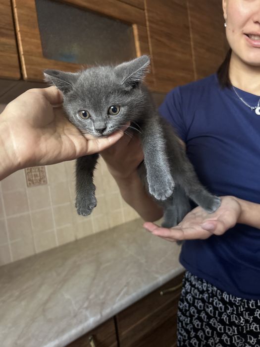 Шотландские кошки  прямоухие