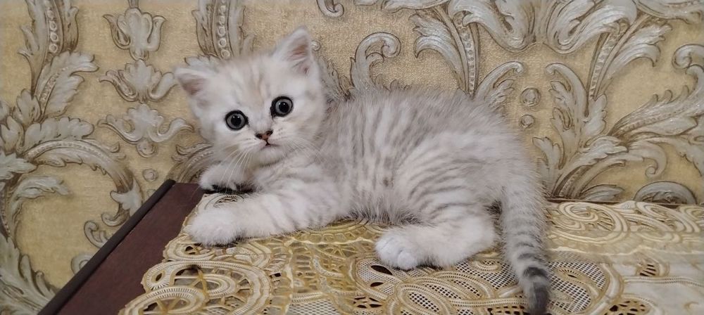 Британские Шиншилла