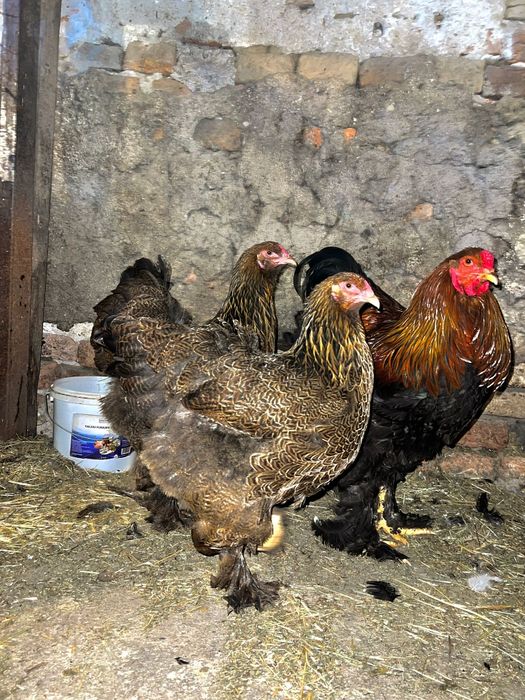 Vând familie brahma potarnichiu