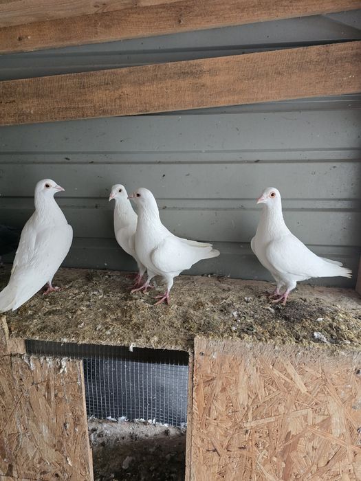 Vând porumbei voiajori