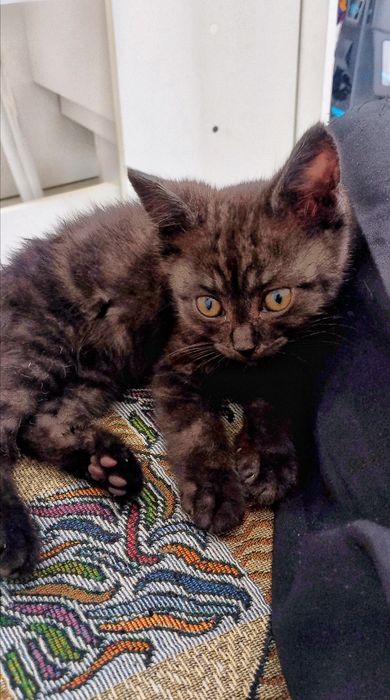 Очаровательный котёнок в добрые руки