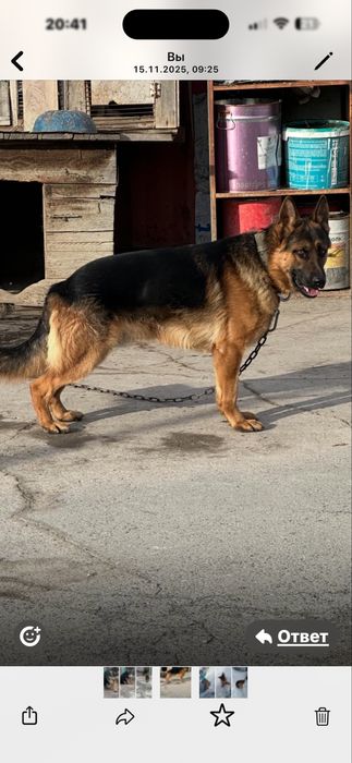 Щенки немецкой овчарки.