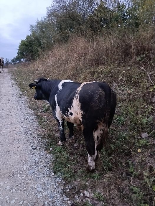 Vând vițel metiș albastru belgian