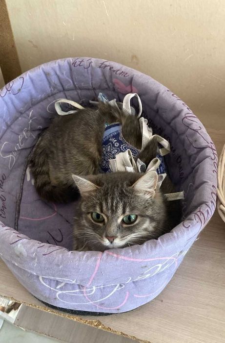 Нежная кошечка ищет дом