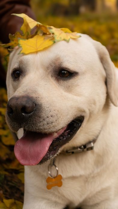 Лабрадор-красавчик в полном расцвете сил ищет невесту