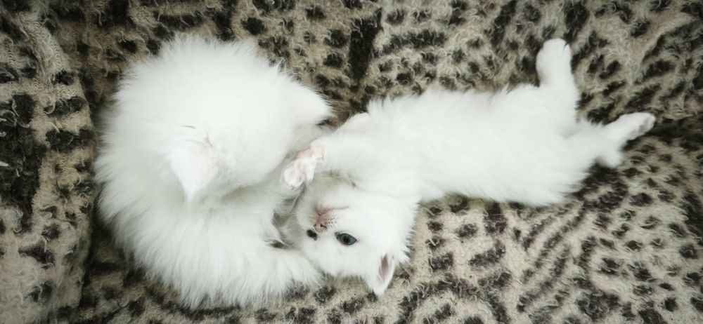 Продавам Ангорски котенца
