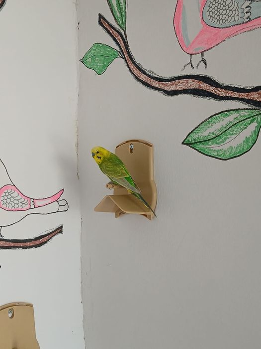Vând perusi pui și maturi