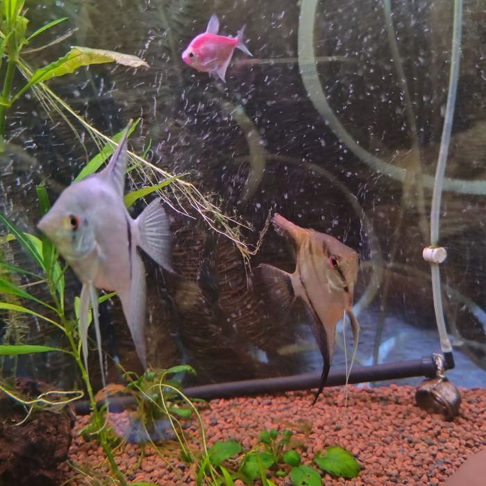 Scalari de vânzare sau la schimb, au peste 7 luni