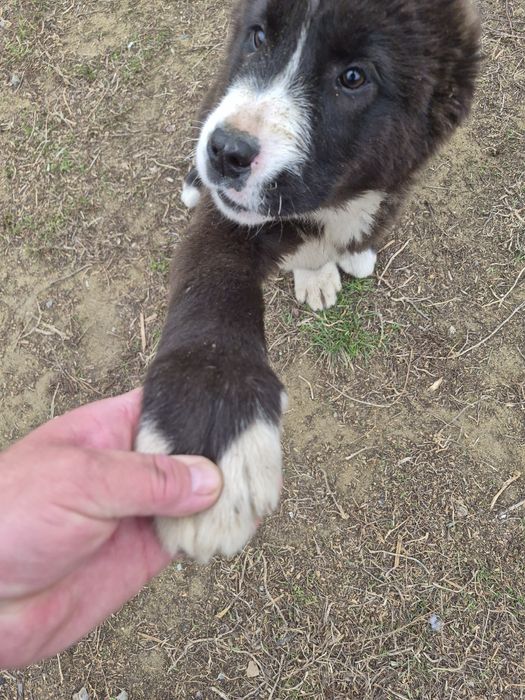 Щенок.Алабая.2 месяца.