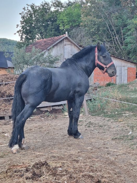 De vanzare doi cai iapa si armasar
