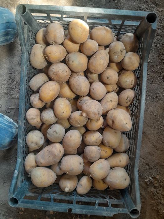 Продам картошку на семена