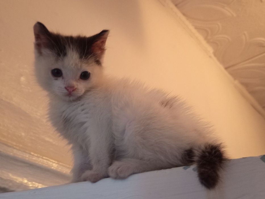 Котенок в добрые руки