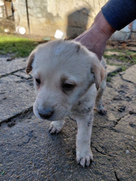 Кученца за подаряване