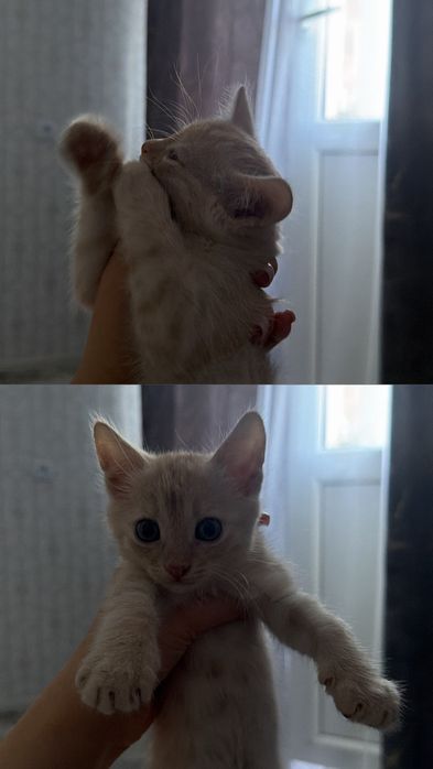 Кошка,2 месяцццц